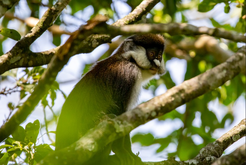 Why Visit Nyungwe Forest National Park