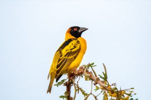 Village Weaver