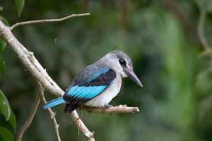 6-Day Uganda Birding Safari Experience