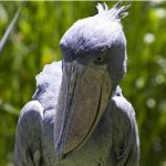 Best Time of the Day to Track Shoebills in Mabamba