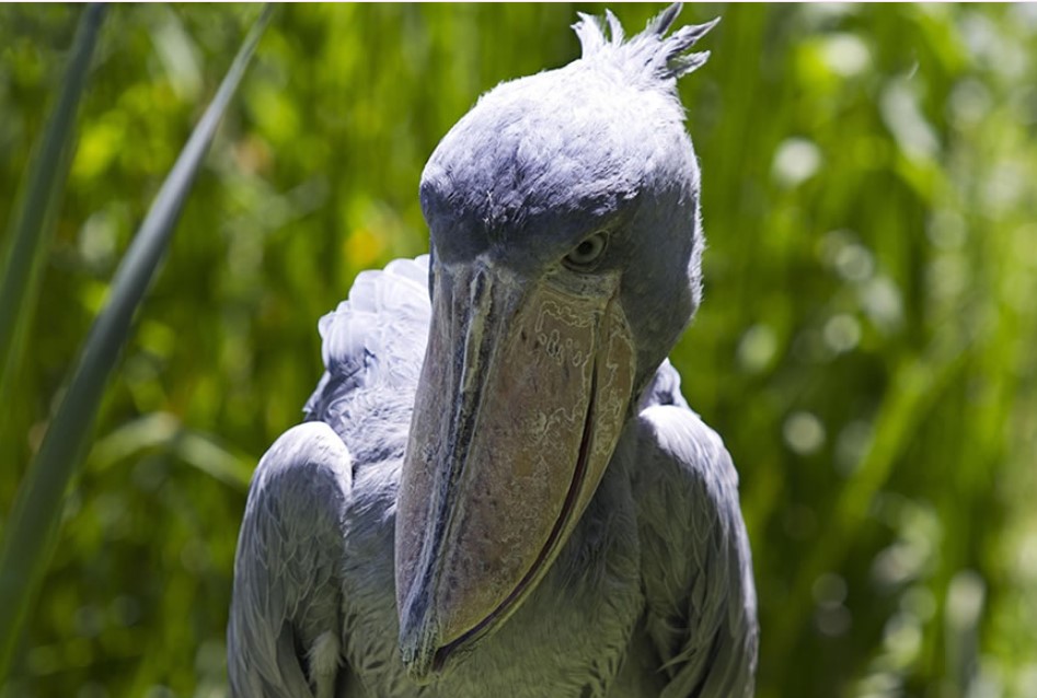 Best Time of the Day to Track Shoebills in Mabamba