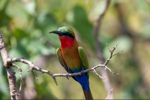 Birds of Murchison Falls National Park