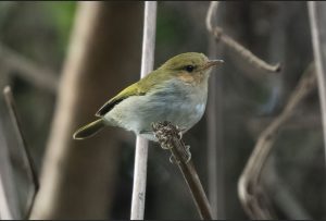 Birds of Nyungwe Forest National Park.