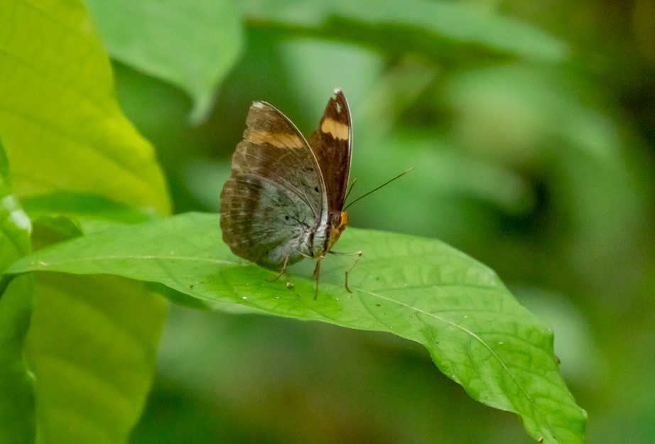 Butterfly species to see in Nyungwe Forest National Park.