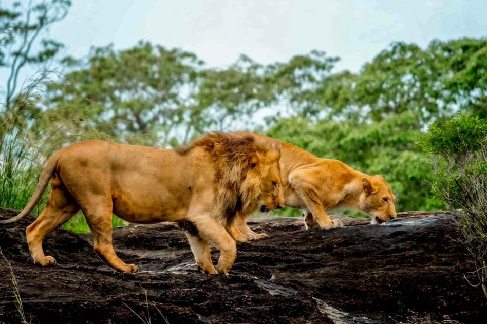 Explore the Untamed Beauty of Kidepo National Park