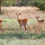 How Far is Queen Elizabeth National Park from Entebbe