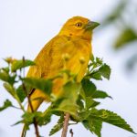 Uganda’s Birding Paradise