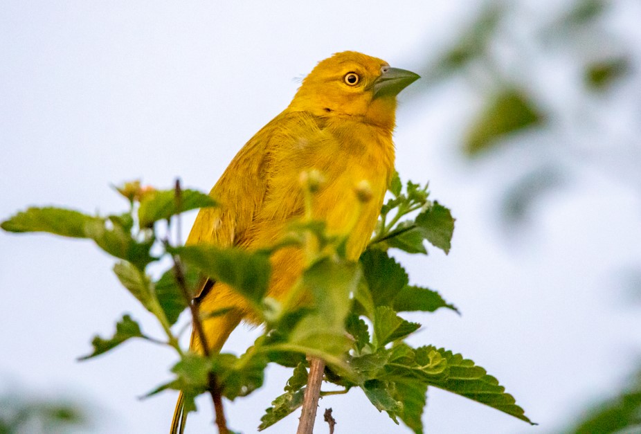 Uganda’s Birding Paradise