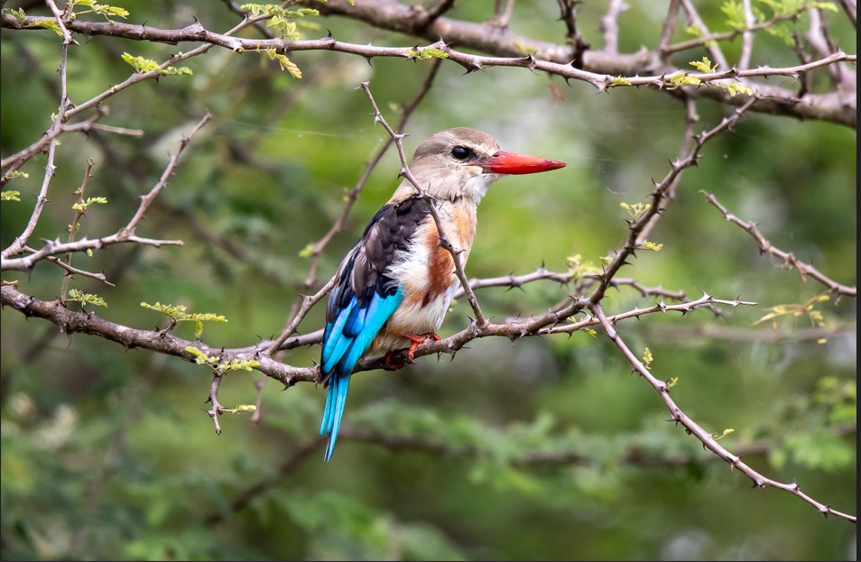 11-Day Rwanda Birding Safari