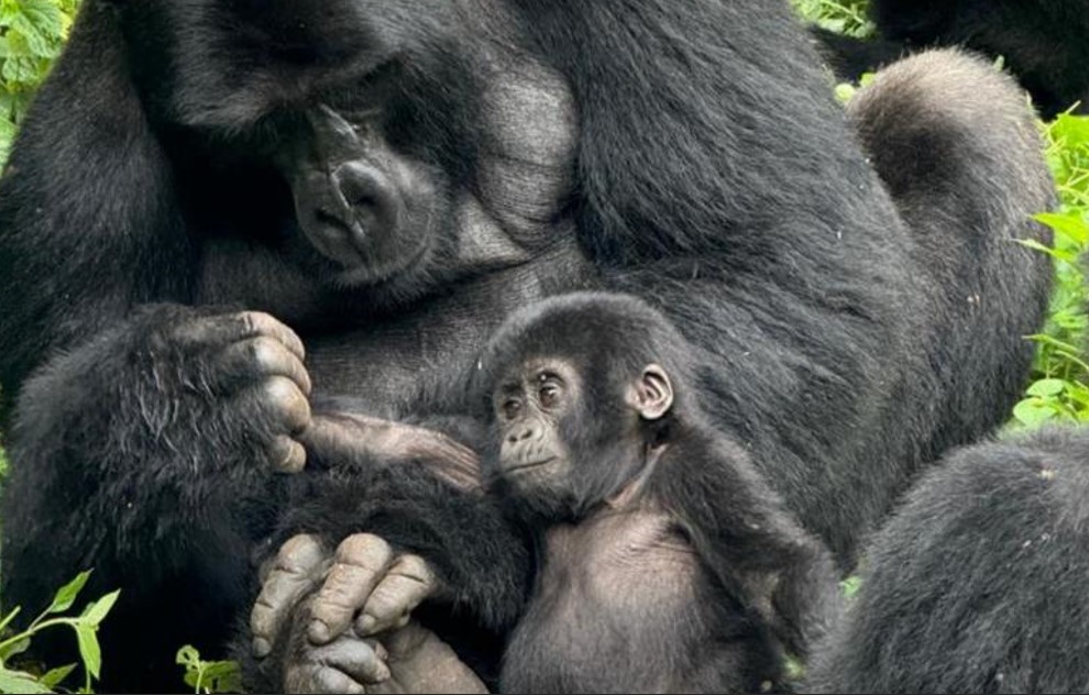 12-Day Uganda Wildlife, Primate, and Culture Safari