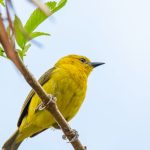 15-Day Rwanda and Uganda Birding Safari