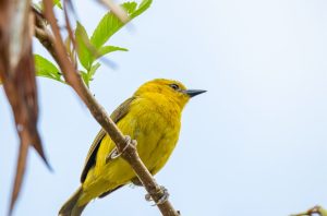 15-Day Rwanda and Uganda Birding Safari