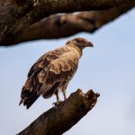 4 Days Kibale Birdwatching Tour Uganda
