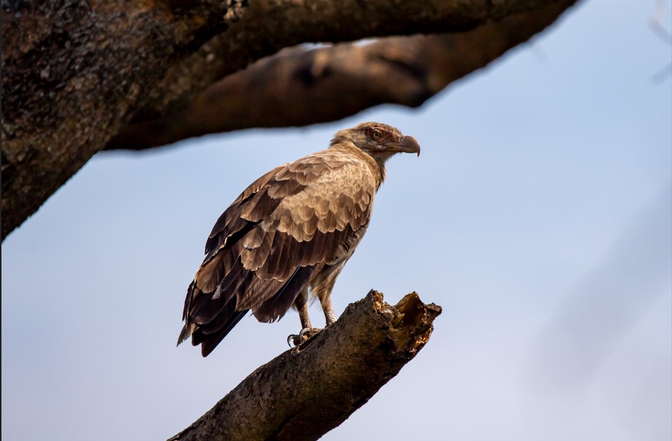4 Days Kibale Birdwatching Tour Uganda