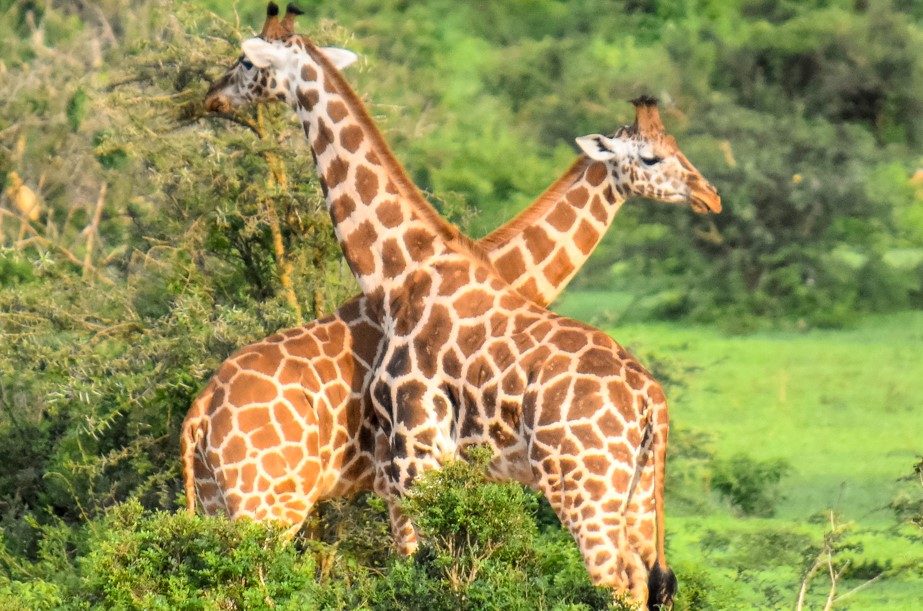 5-Day Uganda honeymoon safari to Murchison Falls National Park
