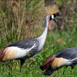 Attractions in Murchison Falls National Park.