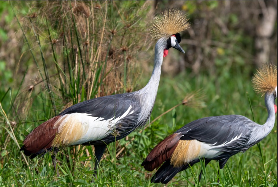 Attractions in Murchison Falls National Park.