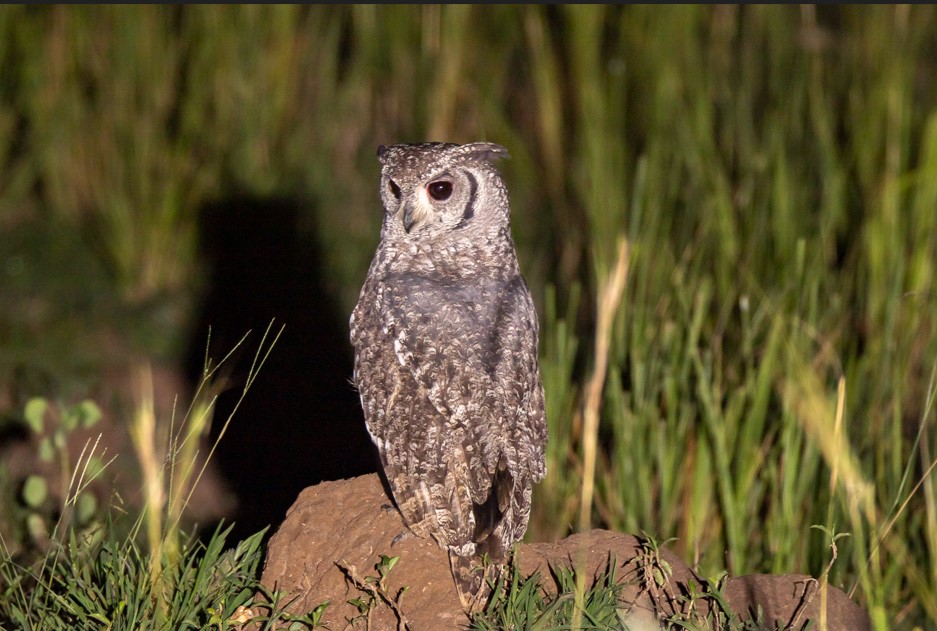 Best Time to do Night Game Drives in Murchison Falls National Park.