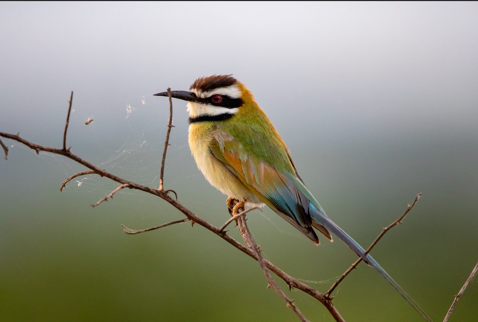 Bird Checklist for Murchison Falls National Park.