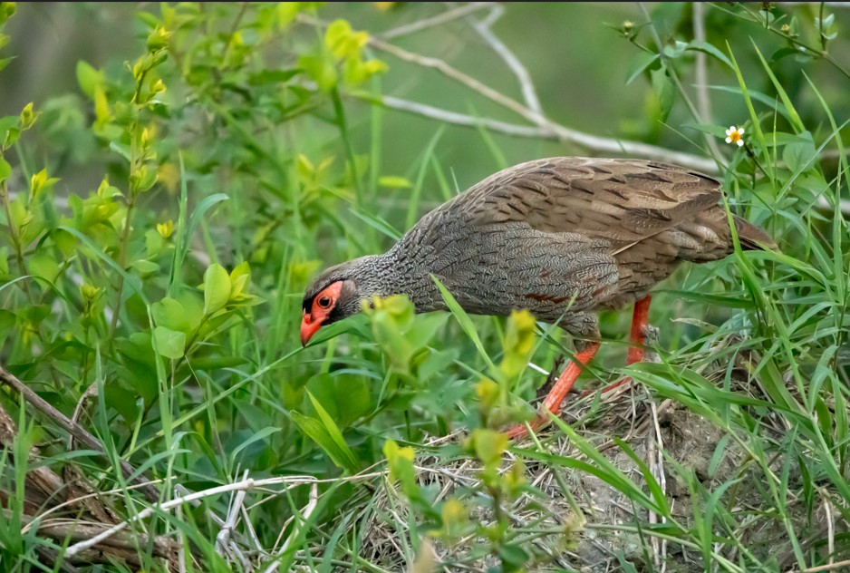 Bird Checklist for Queen Elizabeth National Park
