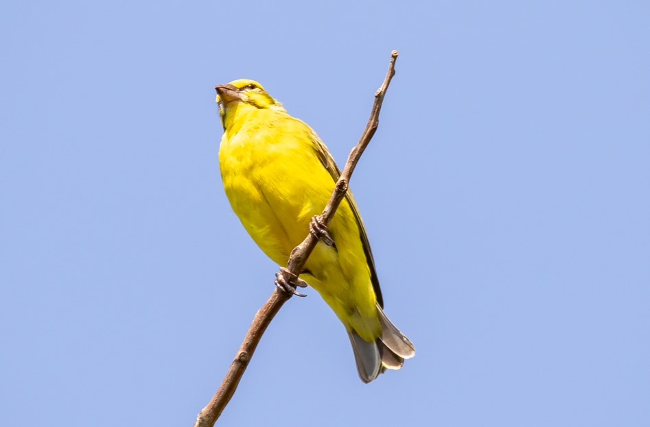 Bird Checklist in Lake Mburo National Park.