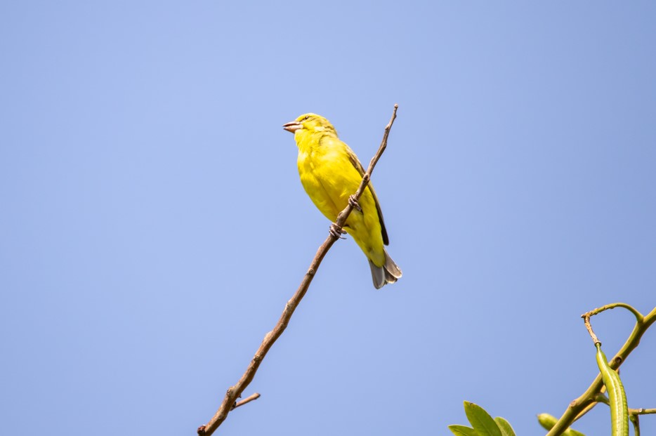 Bird Checklist in Nyungwe Forest National Park.