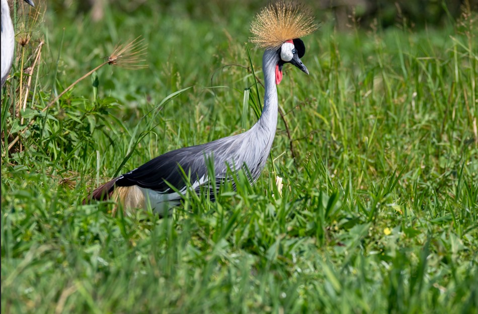Bird Species to see in Murchison Falls National Park