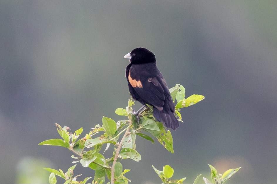 Bird Species to see in Queen Elizabeth National Park.
