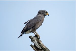 Bird-watching checklist for Murchison Falls National Park