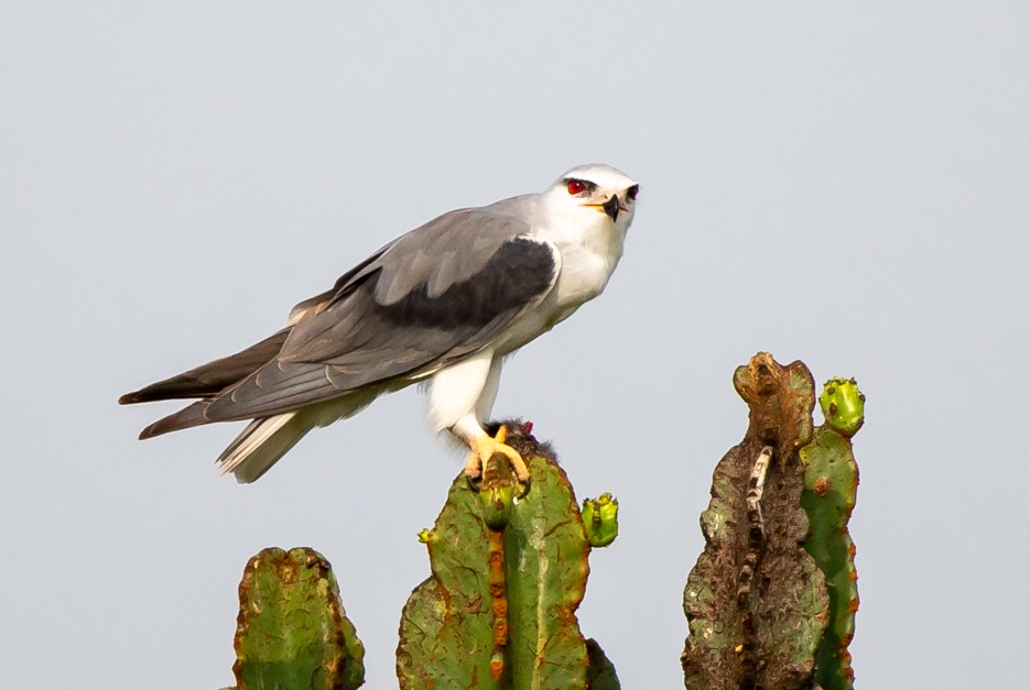 Bird-watching checklist in Queen Elizabeth National Park.