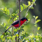 Birding Checklist in Queen Elizabeth National Park.