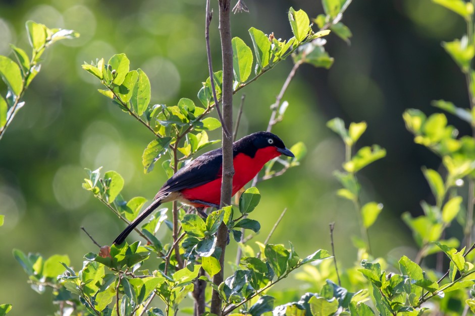 Birding Checklist in Queen Elizabeth National Park.