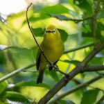 Birding in Queen Elizabeth National Park.