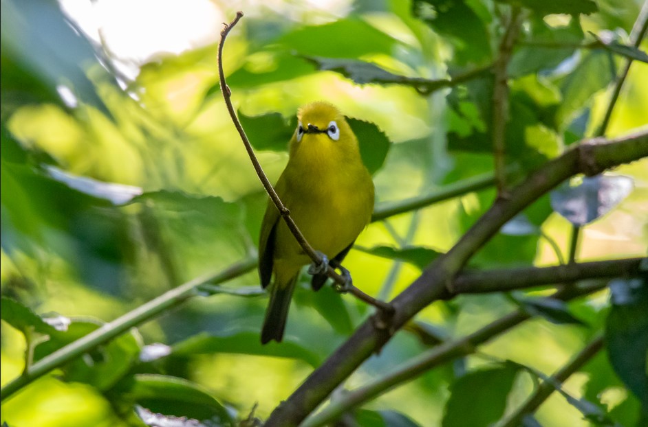 Birding in Queen Elizabeth National Park.