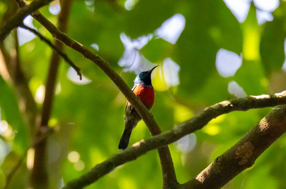 Birds Found in Queen Elizabeth National Park.