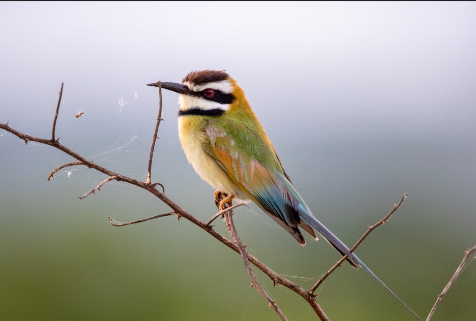 Birds in Queen Elizabeth National Park.