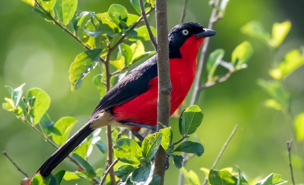 Birds of Queen Elizabeth National Park.