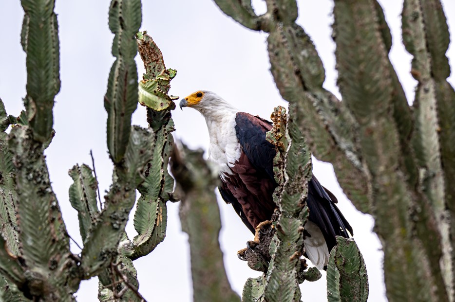 Birds to see in Queen Elizabeth National Park.