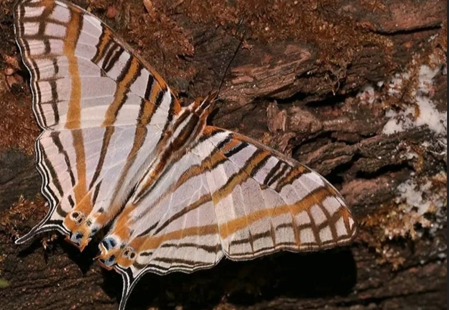 Butterfly Watching Tours in Uganda