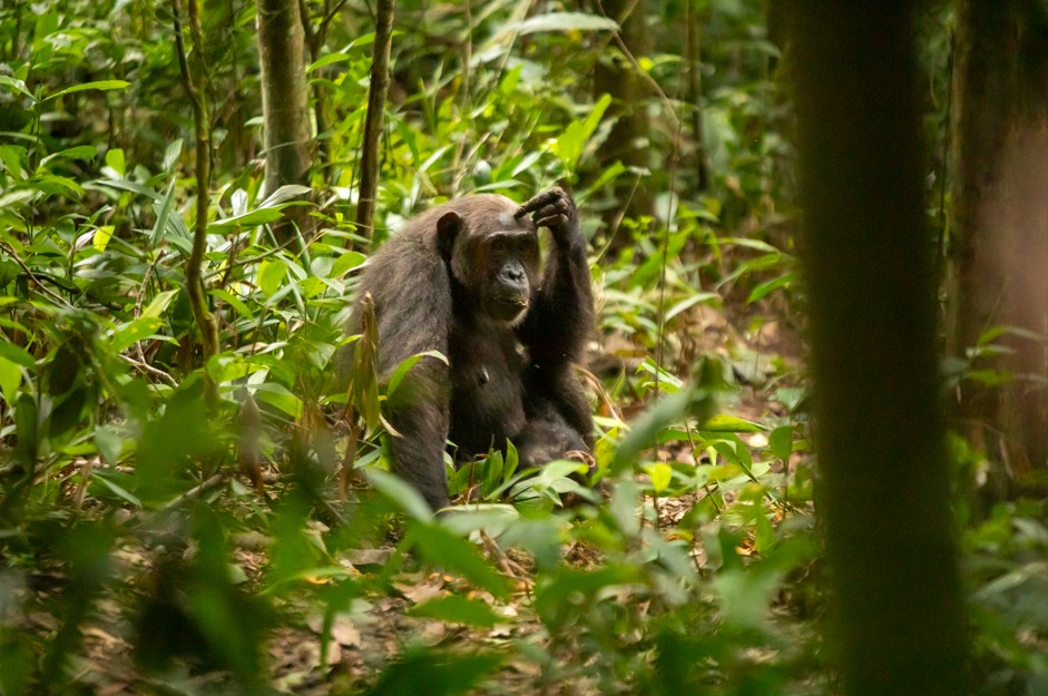 Chimpanzee Trekking in Budongo Forest.