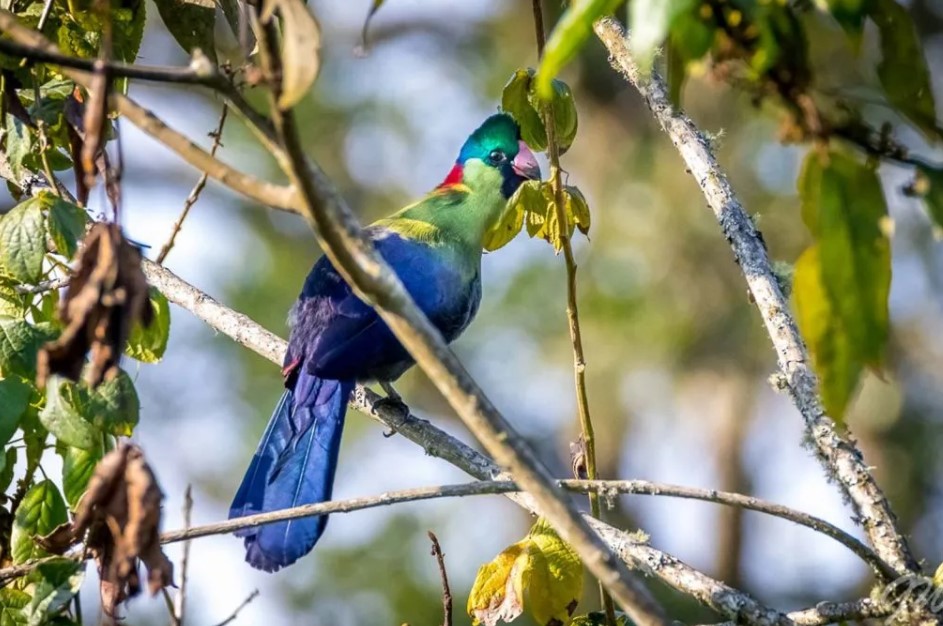 Conserving the Albertine Rift’s Unique Wildlife