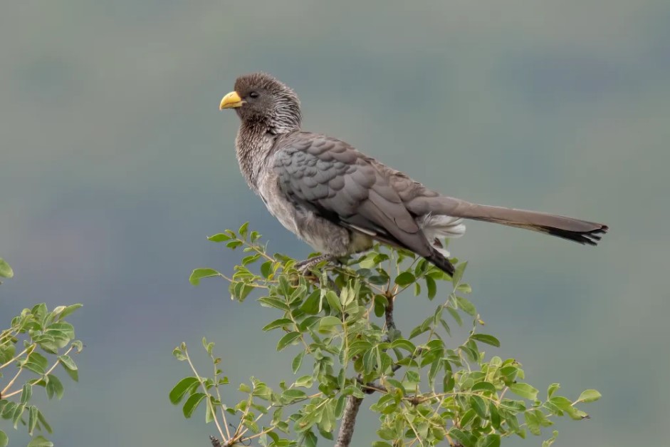 Eastern Grey Plantain-eater in Uganda