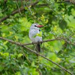 Explore Uganda’s Birding Trails