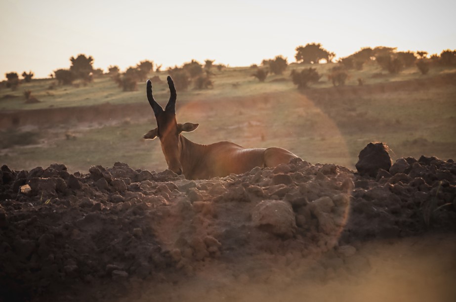 Exploring Uganda’s Wilderness and Cultural Adventures