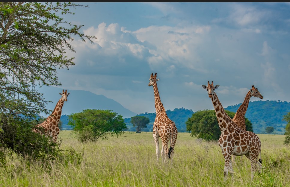Game Drives in Kidepo Valley National Park