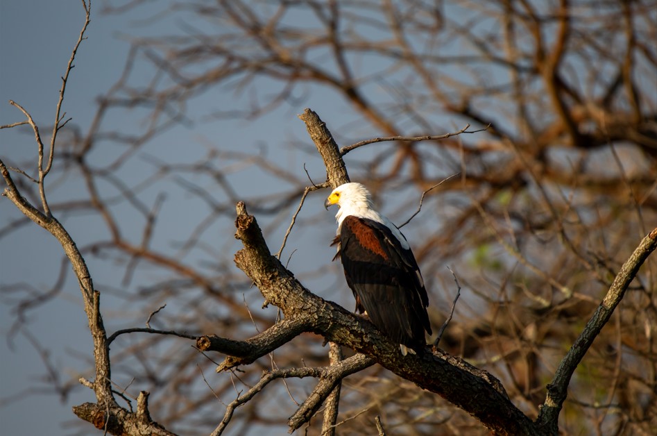 Is Birding in Murchison Falls Worth it