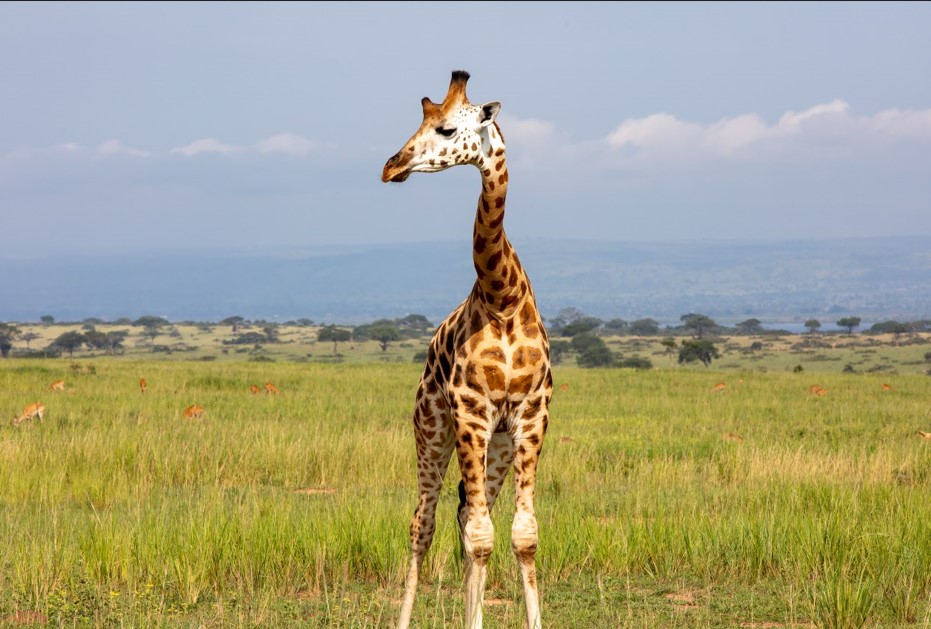 Reasons to Visit Murchison Falls National Park.