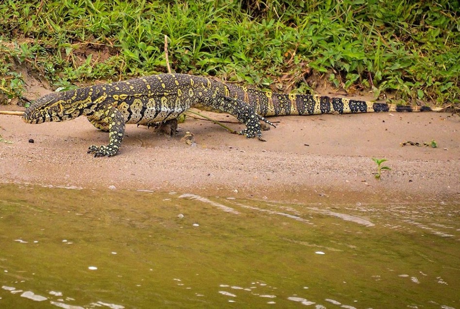 Reptile Filming Guide in Uganda