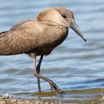 The Hamerkop