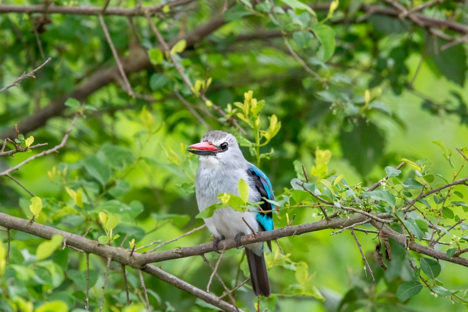 The Ultimate Bird Photography in Uganda